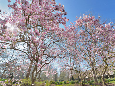 鸿运当头花树美丽的花朵木兰在短春的公园里花树春天背景
