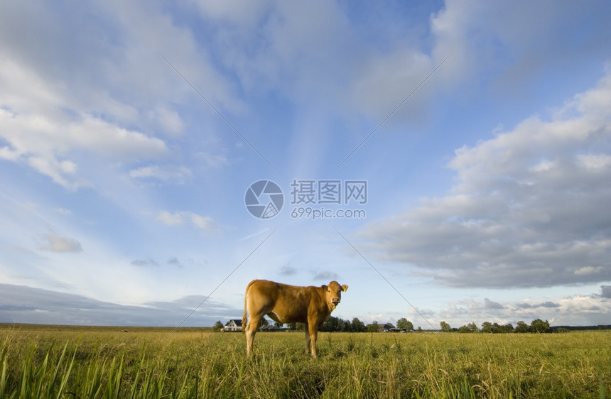 经过天空棕牛作为宇宙的中心在一片田地中间周围是云彩环绕动物图片