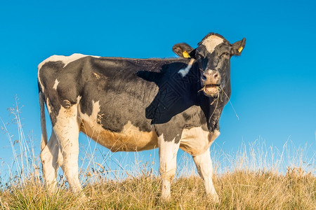 哺乳动物奶牛吃东西乡村的一种背景图片