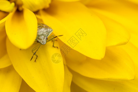 近距离拍到一只小昆虫藏在黄花的瓣后面一种植物动图片