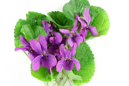 草花瓣紫色白背景孤立的紫花朵背景图片