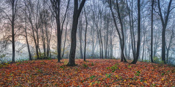 秋季早晨雾蒙蒙的森林图片