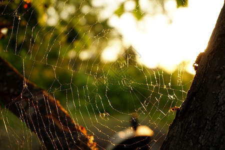 黑暗的阳光中蜘蛛网络景观图片