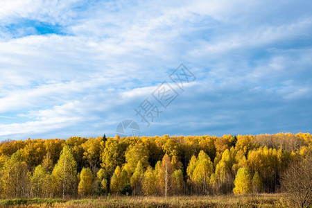 一片带黄树的森林与白云蓝天空对立俄罗斯绿色景观白的图片