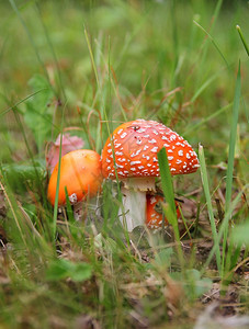有毒的秋天红草鹅膏菌帽蘑菇美味图片