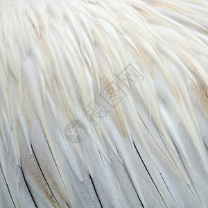 鸟纹理抽象背景斑点浮的佩勒坎纳斯羽毛水鸟野生动物图片