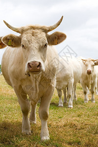 雷诺品种牛肉在草原上繁殖金发碧红树图片