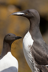 离开荒野艾伦苏格兰海岸外加岛的GuillemotUriaaalge图片