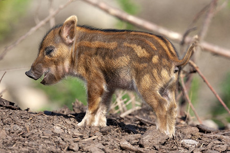 年轻的非洲红河猪Potamochoerusporcus非洲人国内的小猪图片
