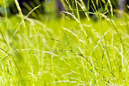 衬套露水的分支绿色饱和地草质夏季图片图片