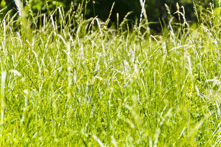 夏天衬套叶子绿色饱和地草质夏季图片图片