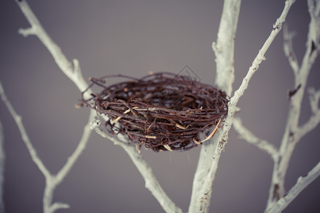 工作室树枝上的鸟巢分支机构孵化自然图片