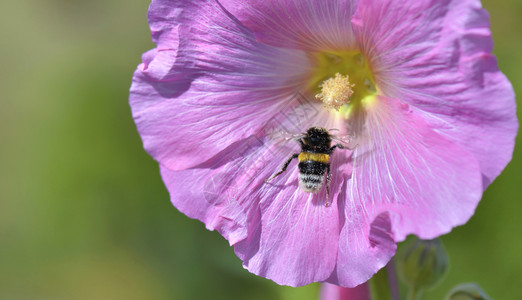 昆虫花瓣动物在绿色背景的粉红花上紧贴小黄蜂图片
