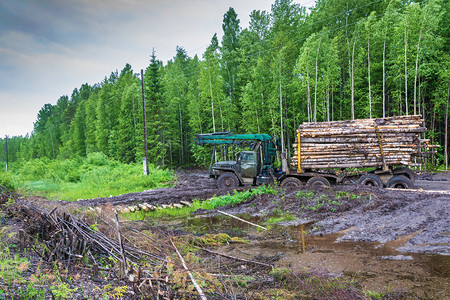 加载科斯特罗马在俄科托马州绿林边缘一辆装满了原木的卡住伐车绿色图片