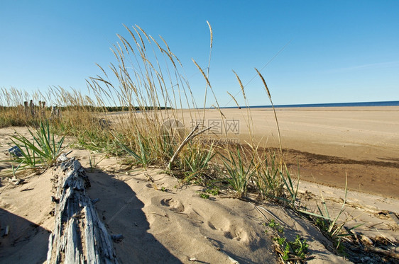 海滩俄罗斯阿尔汉格克地区白海岸水图片