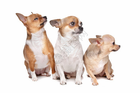 小狗哺乳动物白色背景面前的三只吉瓦华狗图片