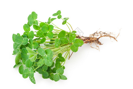 三叶草的矢量背景图片