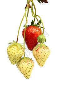 水果新鲜的红草莓和绿在白色背景上隔离浆果图片