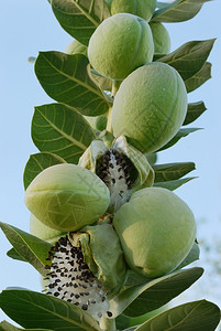 原产地索多玛卡洛托普斯蛋白苹果水和种子角豆属有毒的图片
