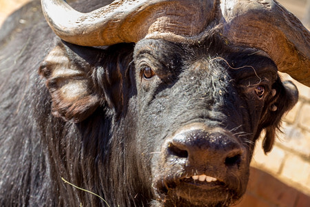 一种野生动物近距离拍摄的一头雄水牛展示其前牙非洲图片