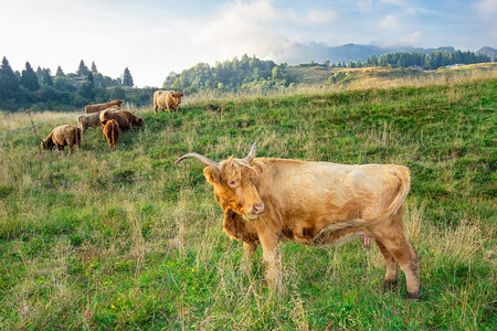 山间和草原上的牦牛图片