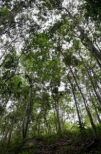 景观泰国Diptercarp森林龙脑香风景优美图片