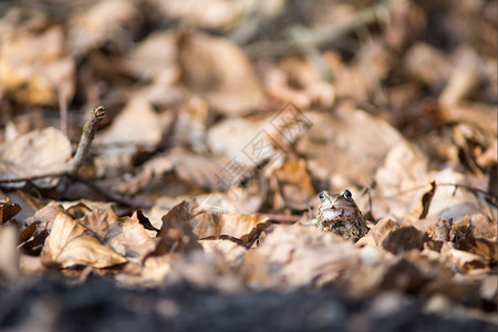 共青蛙在春森林底的树叶间交汇处欧洲的地面拉纳图片
