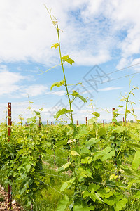 景观农业春天的葡萄园蓝空的云彩葡萄栽培纳达林图片