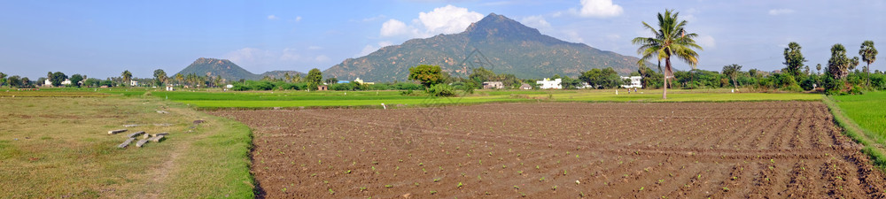 印度的田地全景图片