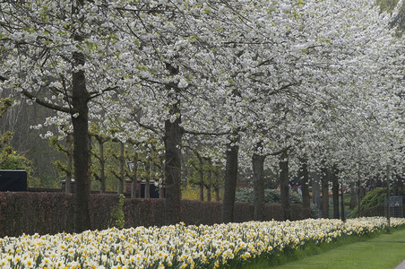 菅直人荷兰丰富多彩的开花苹果树和水仙子开花的苹果树和水仙子图片