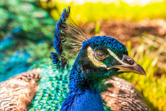 一只大而彩色明亮的鸟蓝青鸡蓝色的明亮地野生动物图片
