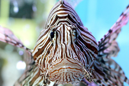 海异国情调火鸡鱼在水族馆里紧闭美丽的狮子鱼图片