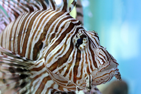 异国情调危险的在水族馆里紧闭美丽的狮子鱼图片
