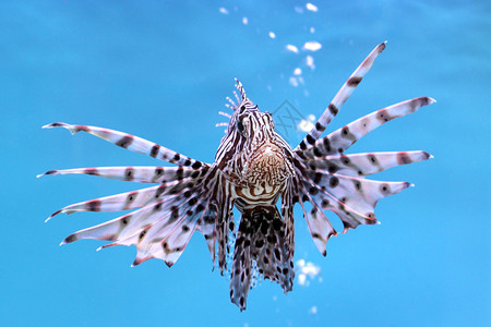 萤火虫海自然在水族馆里紧闭美丽的狮子鱼图片