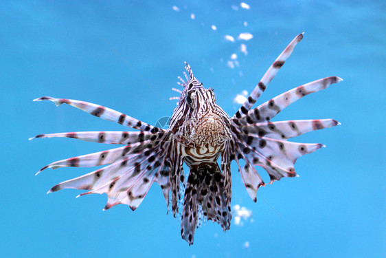 萤火虫海自然在水族馆里紧闭美丽的狮子鱼图片