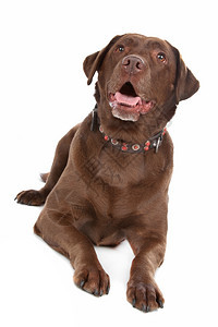 拉布多犬棕色的巧克力拉布多宠物图片