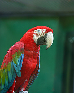 红色的宠物绿背景红金刚鹦鹉自然图片