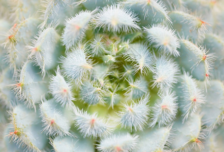 花的锋利背景和纹理仙人掌近身拍摄自然植物抽象尖峰图片