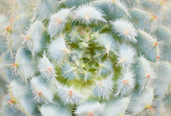 花的锋利背景和纹理仙人掌近身拍摄自然植物抽象尖峰图片