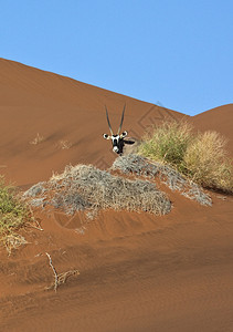 纳米比亚布沙漠的GemsbokOryx瞪羚非洲宝石巴克人图片