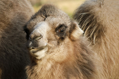 关闭年轻骆驼的肖像动物盒驯化的背景图片