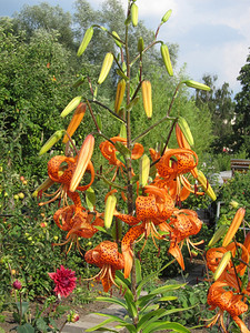 植物自然花瓣园中的橙丽图片
