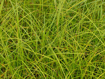 沼泽生长叶片背景的绿色尖顶植物圣彼得堡图片
