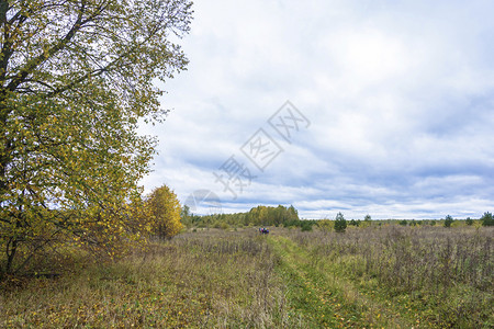 一小群游客在秋天沿田野路行走俄罗斯秋天季节树木沿着图片