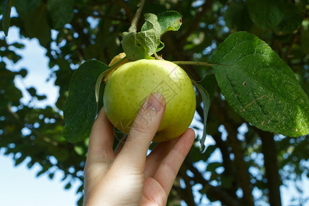 分支女人在果园的苹树上摘的手秋天自然图片