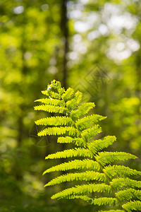 阳光和青叶的森林风貌树法语自然图片