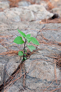 石头缝里蹦出的植物背景图片