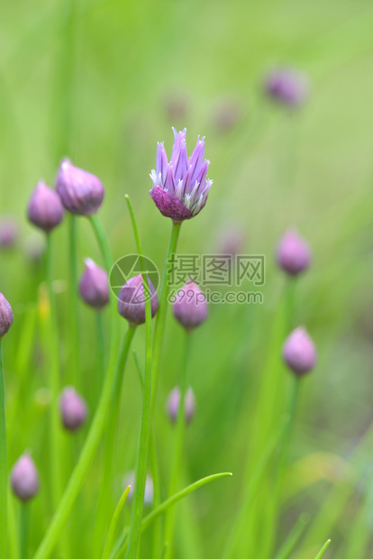 之中食物绽放青绿的花朵在色芽间开花图片