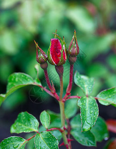 玫瑰花蕾红紫加上雨滴花植物图片