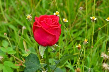 情人节开花在乐园中的红玫瑰浪漫图片